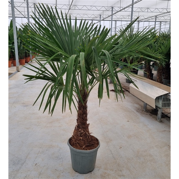 <h4>Trachycarpus fortunei</h4>