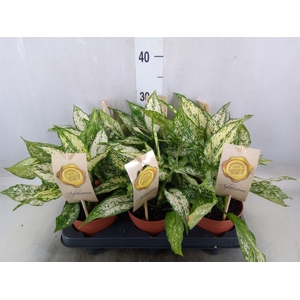 Aglaonema  'First Diamond'