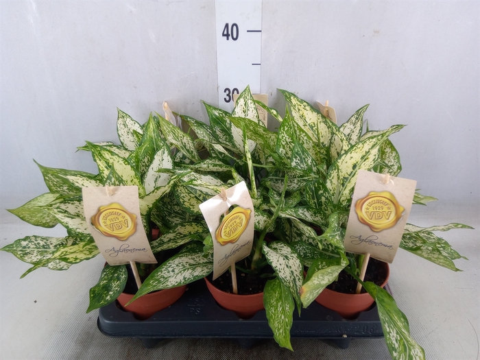 <h4>Aglaonema  'First Diamond'</h4>