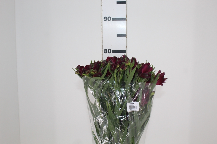 <h4>ALSTROEMERIA POMPEII 080 CM</h4>