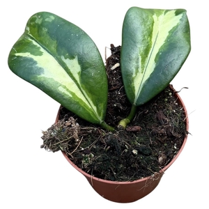 Hoya Diversifolia Maharani