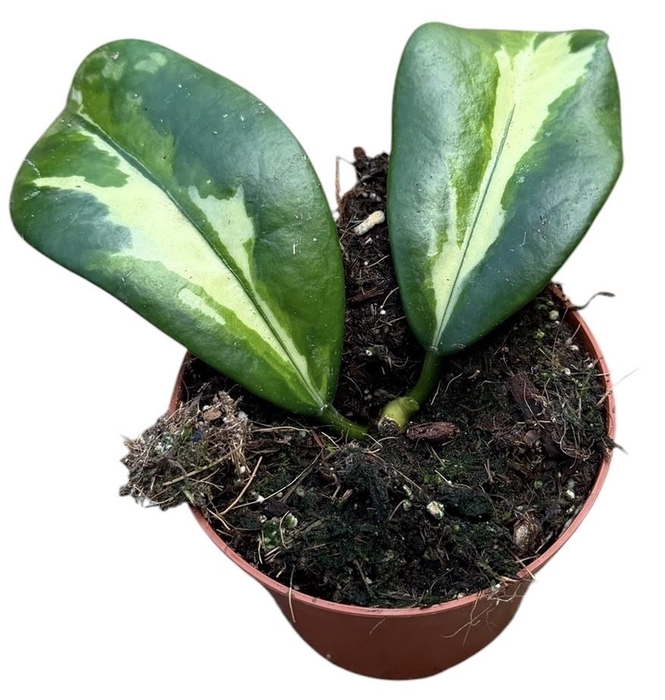 <h4>Hoya Diversifolia Maharani</h4>
