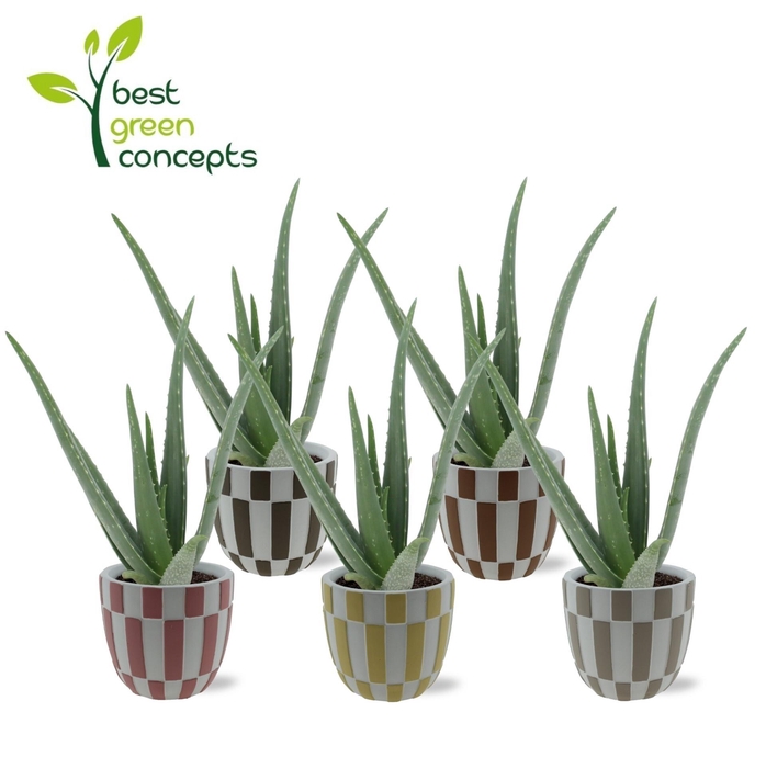 <h4>ALOE VERA</h4>