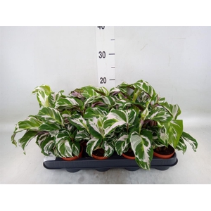 Calathea  'Fusion White'