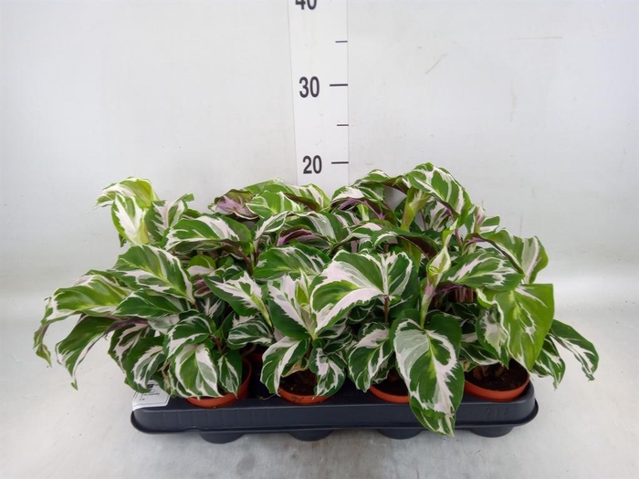 <h4>Calathea  'Fusion White'</h4>