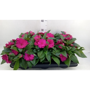 Impatiens NG 'Tamarinda Purple'