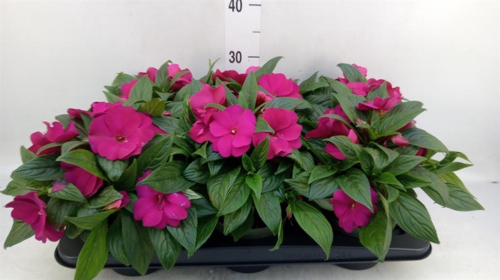 <h4>Impatiens NG 'Tamarinda Purple'</h4>