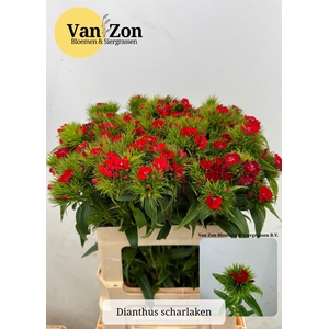 DI BARB B SCHARLAKEN