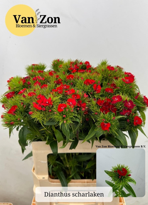 <h4>DI BARB B SCHARLAKEN</h4>