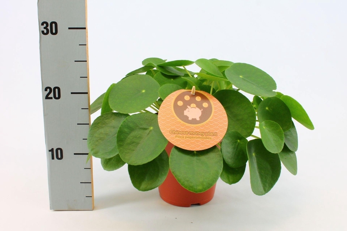 <h4>Pilea Peperomioides 15cm Engels etiket</h4>