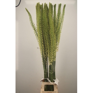 Eremurus Himalaicus