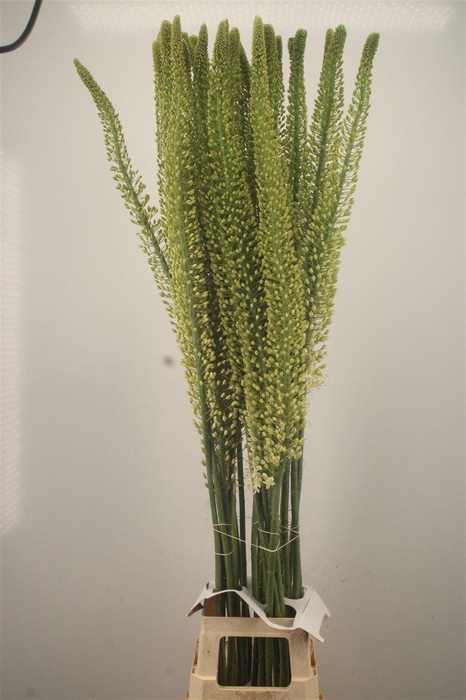 <h4>Eremurus Himalaicus</h4>