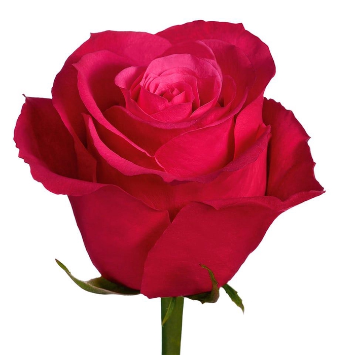 <h4>R GR CHERRY-O!</h4>