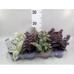 Tradescantia ...mix