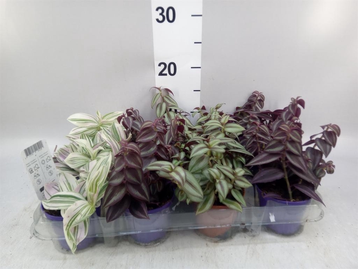 <h4>Tradescantia   ...mix</h4>