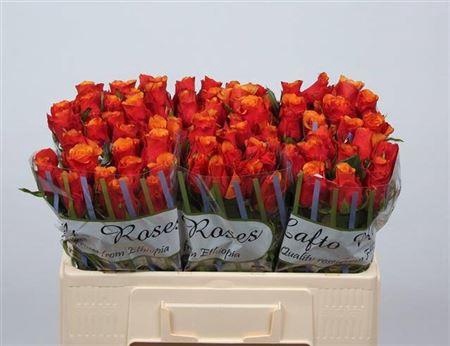 <h4>R Gr Espana</h4>