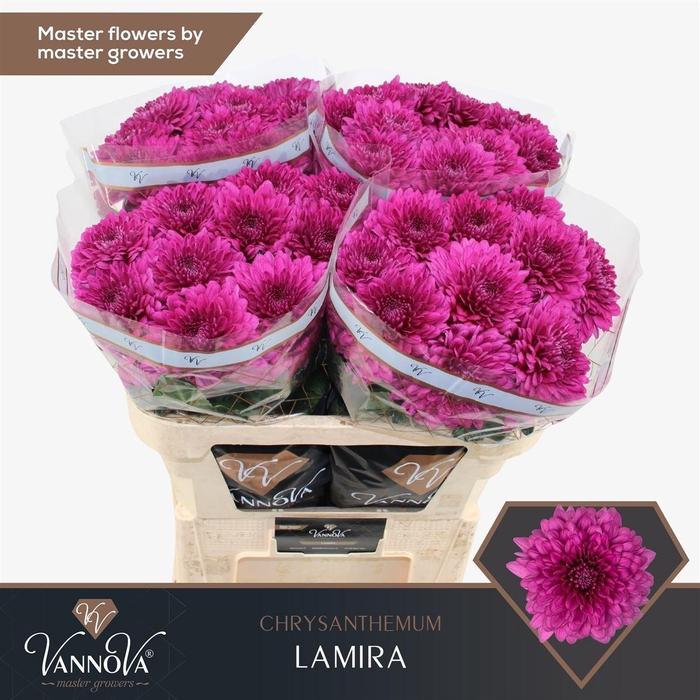 <h4>Chr G Lamira</h4>