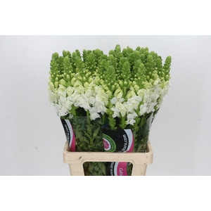 Antirrhinum Potomac White