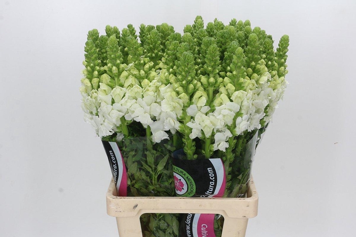 <h4>Antirrhinum Potomac White</h4>