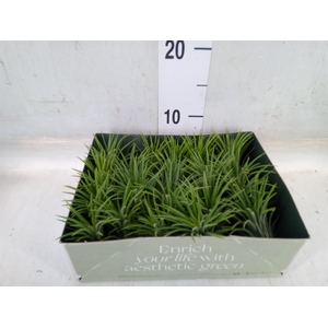 Tillandsia