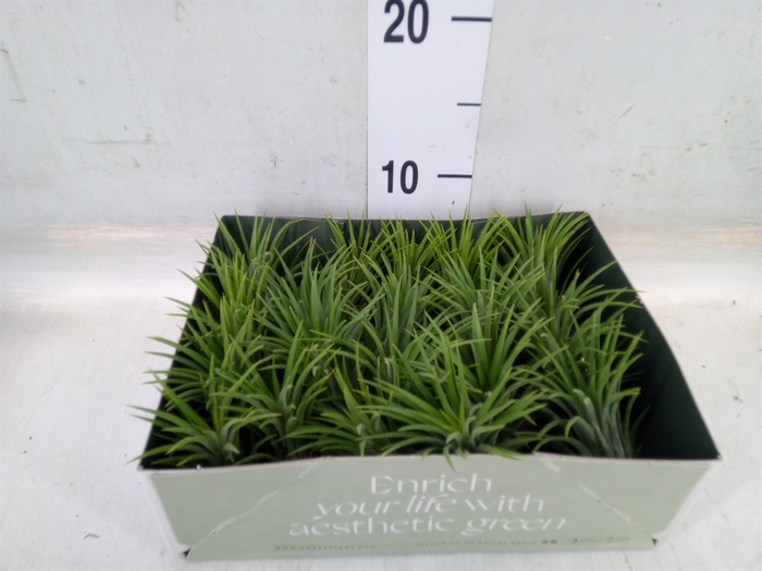 <h4>Tillandsia</h4>