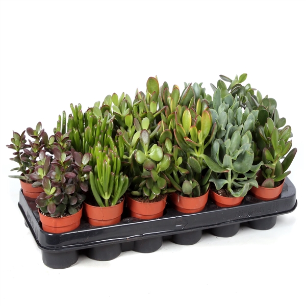 <h4>Crassula op rij 8,5 cm</h4>