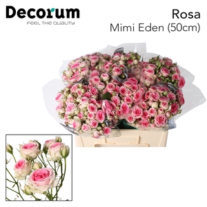 Rozen R Tr Mimi Eden