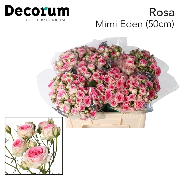 <h4>Rozen R Tr Mimi Eden</h4>