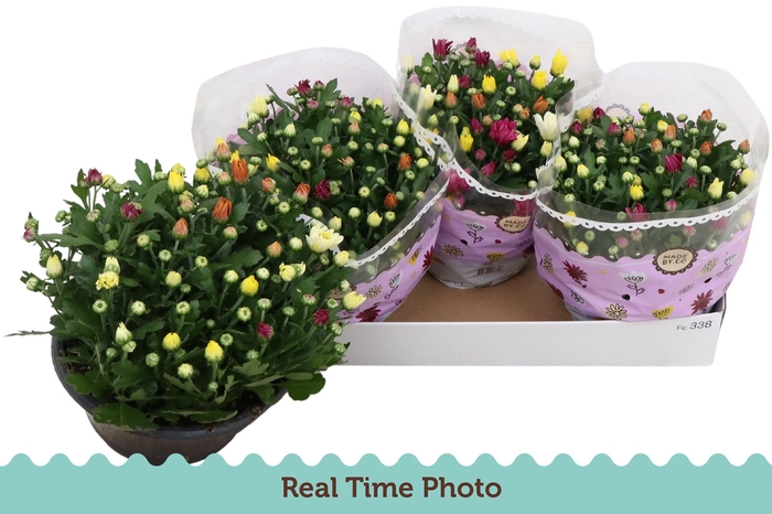 <h4>CHRYS GEM IN POT</h4>