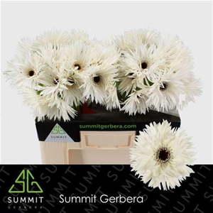 Ge Gr Spi Garden Ghost