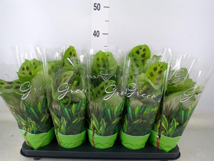 <h4>Maranta leuc. 'Kerchoveana'</h4>