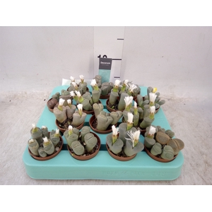 Lithops spp.