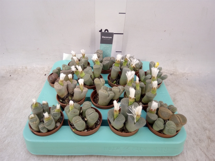 <h4>Lithops spp.</h4>