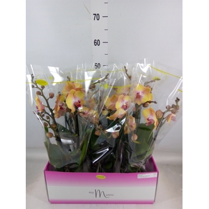Phalaenopsis   ...yellow