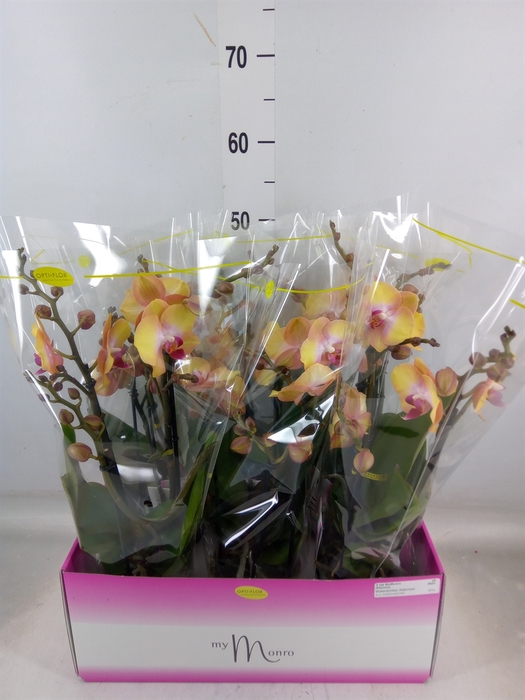 <h4>Phalaenopsis   ...yellow</h4>