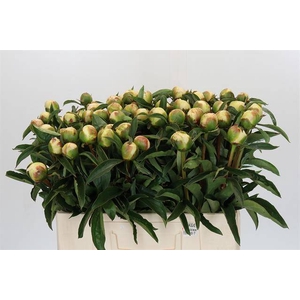 Paeonia honey gold