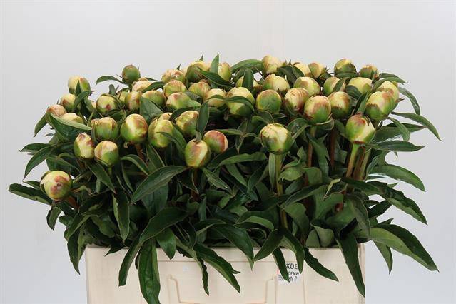 <h4>Paeonia honey gold</h4>