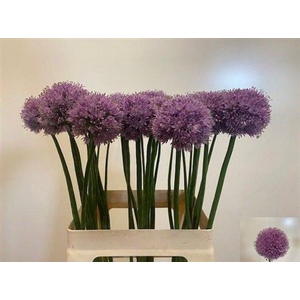 Allium Kleinbloemig