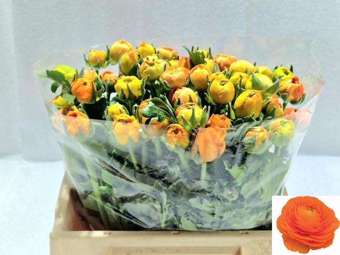 <h4>RAN EL ORANGE</h4>