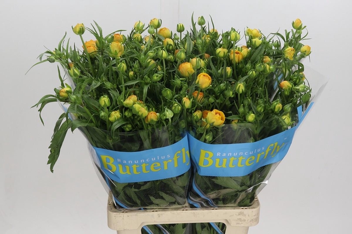 <h4>Ranunculus Butterfly Minerva</h4>