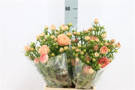 <h4>Ran N Moder Aurora 60cm</h4>