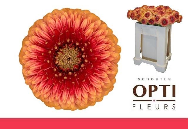 <h4>Ge Mb Pom Beaker</h4>