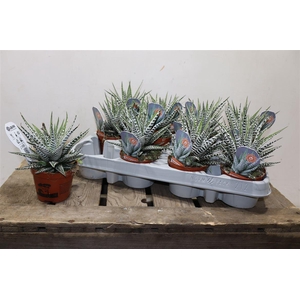 arr8 Haworthia F Alba