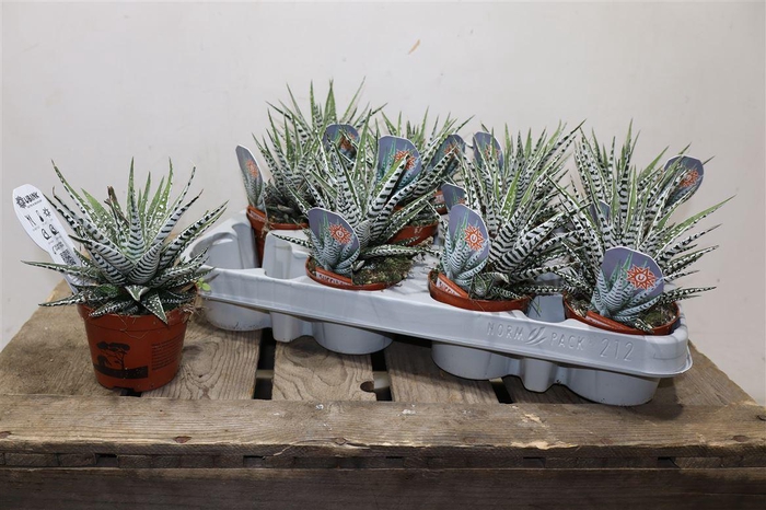 <h4>Haworthia F Alba</h4>