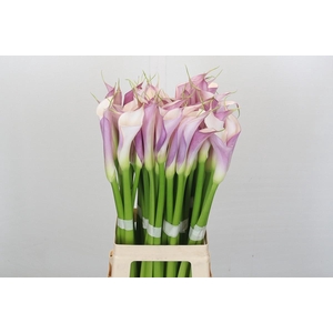 Zantedeschia Eydolls Purple White
