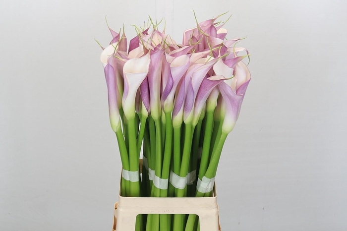 Zantedeschia Eydolls Purple White