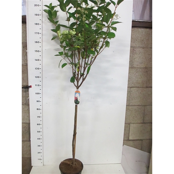 <h4>Hydrangea p. Early Sensation 100-110 st. P28</h4>