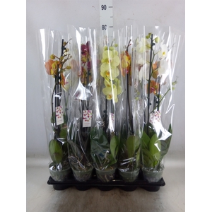 Phalaenopsis   ...mix