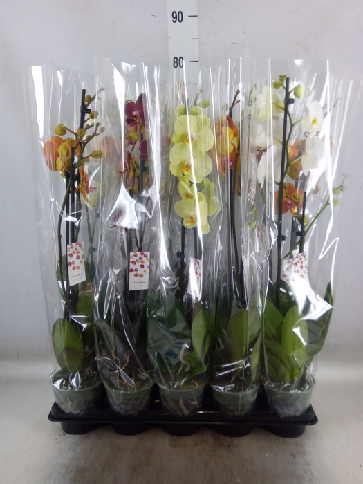 <h4>Phalaenopsis   ...mix</h4>