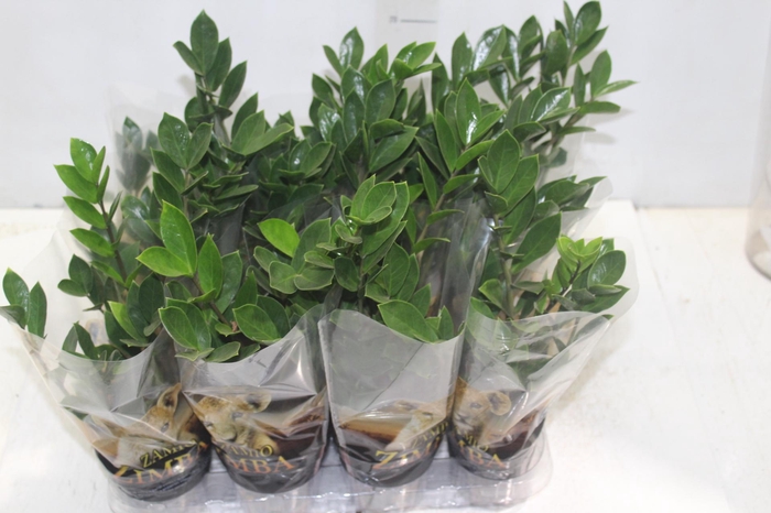 <h4>ZAMIOCULCAS P09</h4>